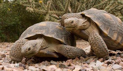 5 tipos de tortugas de tierra y sus características - ¡Descubre sus