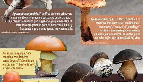 Por sus propiedades, los hongos podrían ser el alimento del futuro