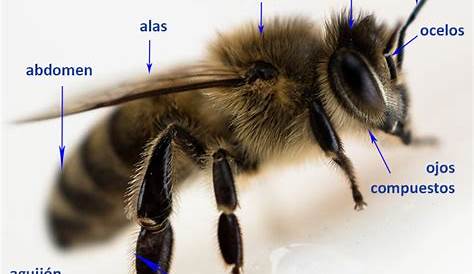 ¿Cuánto sabes sobre las abejas? - Fundación Aquae