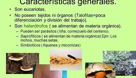 Caracteristicas de los hongos | Biologia general