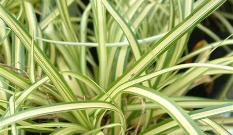 Carex Evergold Nz Plants Good For Dry Shade CAREX Oshimensis "