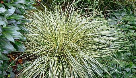 Carex Evergold Problems Oshimensis '' Variegated Japanese Sedge (3