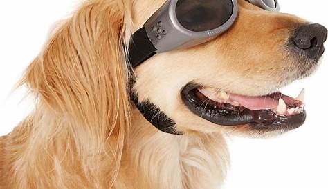 Clipart of a Cartoon Brown Pilot Dog Wearing Goggles and Peering