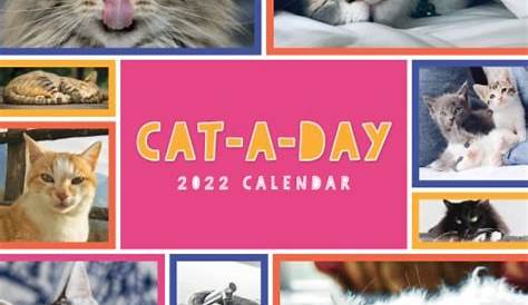2022 Cat-A-Day Wall Calendar by TF Publishing, 1 ct - Fred Meyer