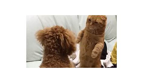 Cat Fight GIF - Cat Fight Amazing - Discover & Share GIFs
