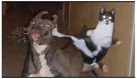 Cat Dog Fight Meme Generator - Imgflip