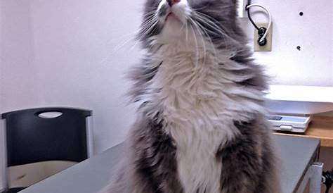Take the Elegant Funny Cat Vet Memes - Hilarious Pets Pictures