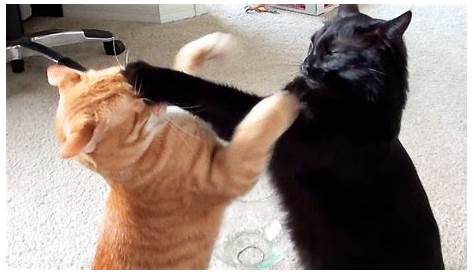 When You and Kitty Fight | Funny Cat Memes | Kitty Humor | Funny cat