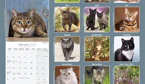 Cat Gallery 2024 Desk Calendar - Calendars.com