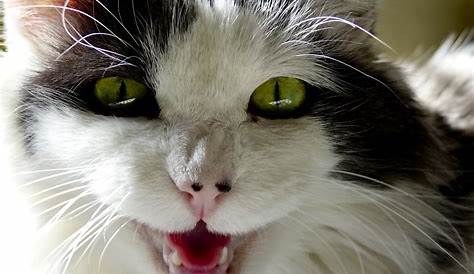Why Cats Meow? 6 Interesting Things You Must Know About Your Cat - Cat