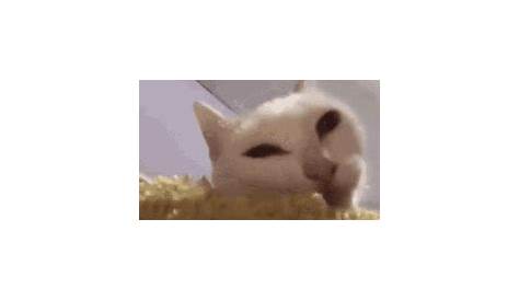 Eating Cats GIFs - Find & Share on GIPHY