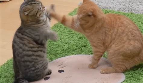 funny cat cat fight gif | WiffleGif