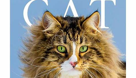 Colorful Cat Calendar for 2020 | Cat calendar, Original fine art, Cat art