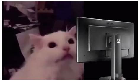 FLASHBANG CAT blinds your enemies - Cheezburger - Funny Memes | Funny