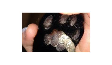 Cat Horned Paws: What Is That Thing Growing on My Cat's Paw?