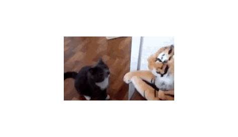 CAT SLAPS ANOTHER CAT - YouTube
