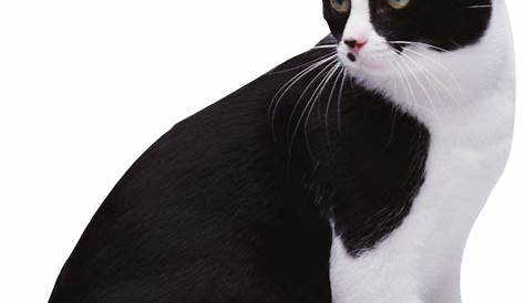 Cat PNG PNG Image - PurePNG | Free transparent CC0 PNG Image Library