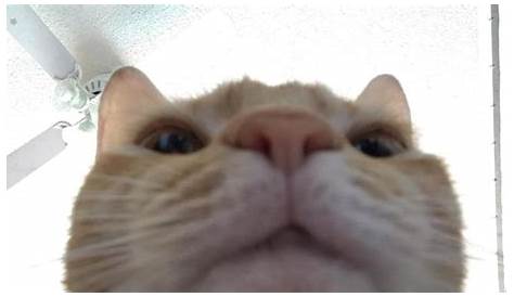 When you suddenly open the front camera | Funny cat pictures, Funny