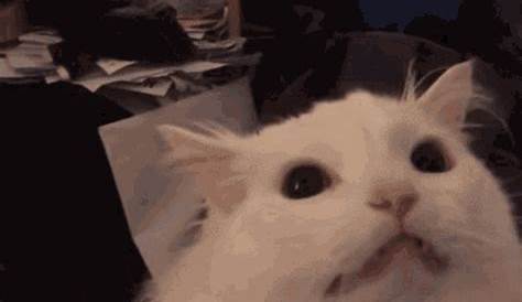 Best Angry Cat GIF Images - Mk GIFs.com
