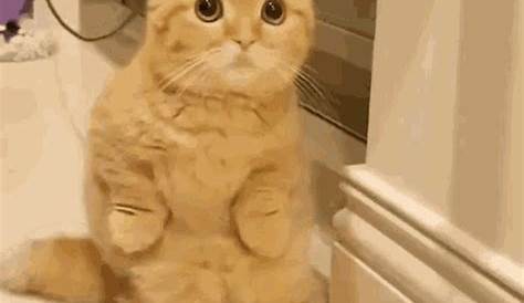 Cats Kitten GIF - Find & Share on GIPHY