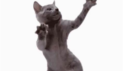 Happy Cat GIF by echilibrultau - Find & Share on GIPHY