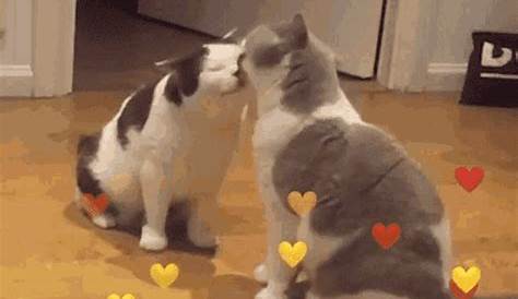Love You Cat GIF - LoveYou Love Cat - Discover & Share GIFs