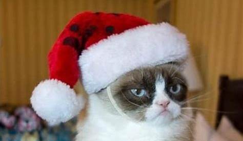 Resultado de imagen para gatos memes gif | Cats, Cool websites, Funny