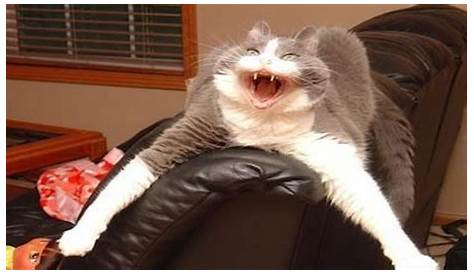 a cat with its mouth open standing on a table