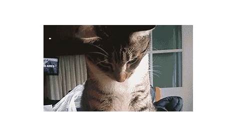 Meme Kittens GIF - Meme Kittens Cats - Discover & Share GIFs