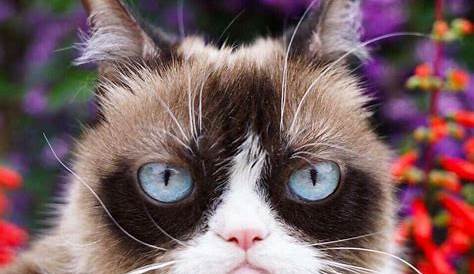 9 Best Grumpy Cat Memes