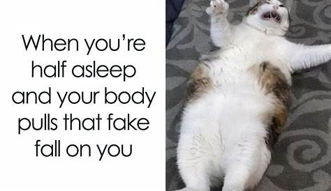 Cats definitely own us: All these funny memes make it clear – Film Daily