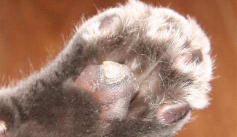 Growth On Cat Paw Pad – CattyBox