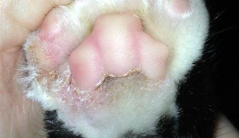 fungus? on cat paw | TheCatSite
