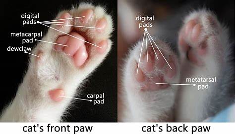 Cat Paw Anatomy: Can You Name The Parts Of A Cat's Paw? | KitNipBox