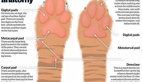 Cat Paw Anatomy - Bone, Muscle, and Digital Pad » AnatomyLearner >> The