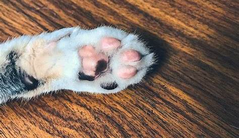 What Breed Of Cat Has Black Paw Pads?
