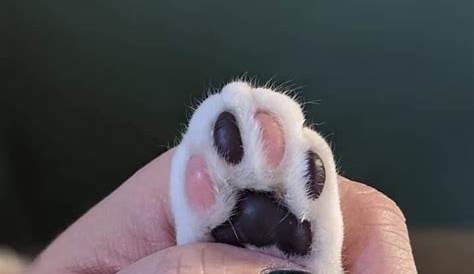Pink Cat Paw Cute Kittens, Cute Little Animals, Cute Funny Animals