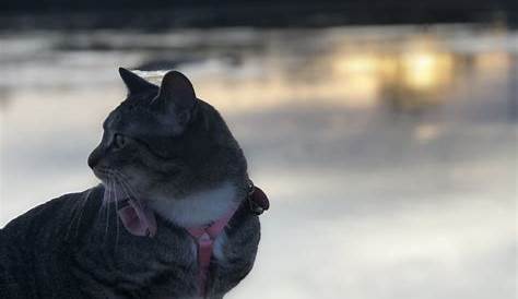 Enter Our 2020 Cutest Cat Photo Contest! - Washingtonian