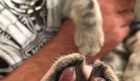 Your Cat's Paw Pads Absorb Everything! - Two Crazy Cat Ladies