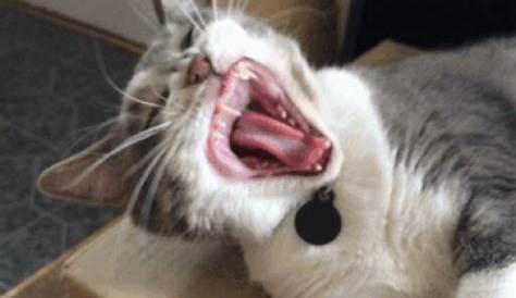 Cat Scream GIFs | Tenor