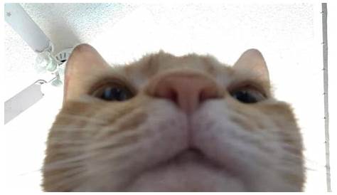 Cat staring at camera Blank Template - Imgflip