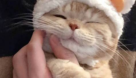 pumpkin hat cat pfp | Cute cat memes, Cute memes, Cat icon