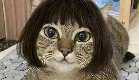 Short bangs are either a hit or hard miss #myfavcatmeme reposting from