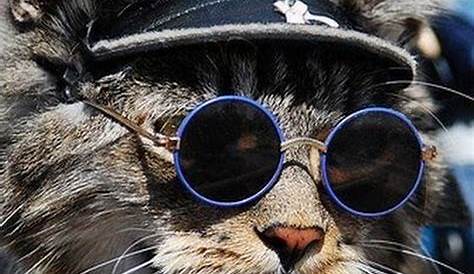 Cat wearing black sunglasses and knit hat.pet clothing Cat Hat, Black