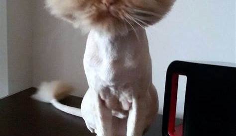 Cat With Shaved Head Meme: The Internet's Latest Feline Sensation