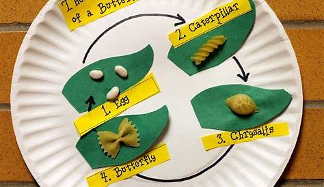 Caterpillar Life Cycle Pasta Craft Butterfly Butterfly Kids