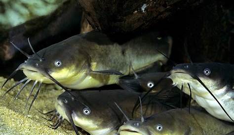 Black Catfish (Neosilurus ater), Territory Wildlife Park, … | Flickr