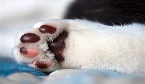 What Do You Call Your Cats' Paw Pads? - Catster