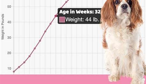Diets for Cavalier King Charles Spaniels