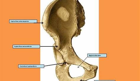 Los 11 huesos de la cadera y pelvis (y sus funciones)